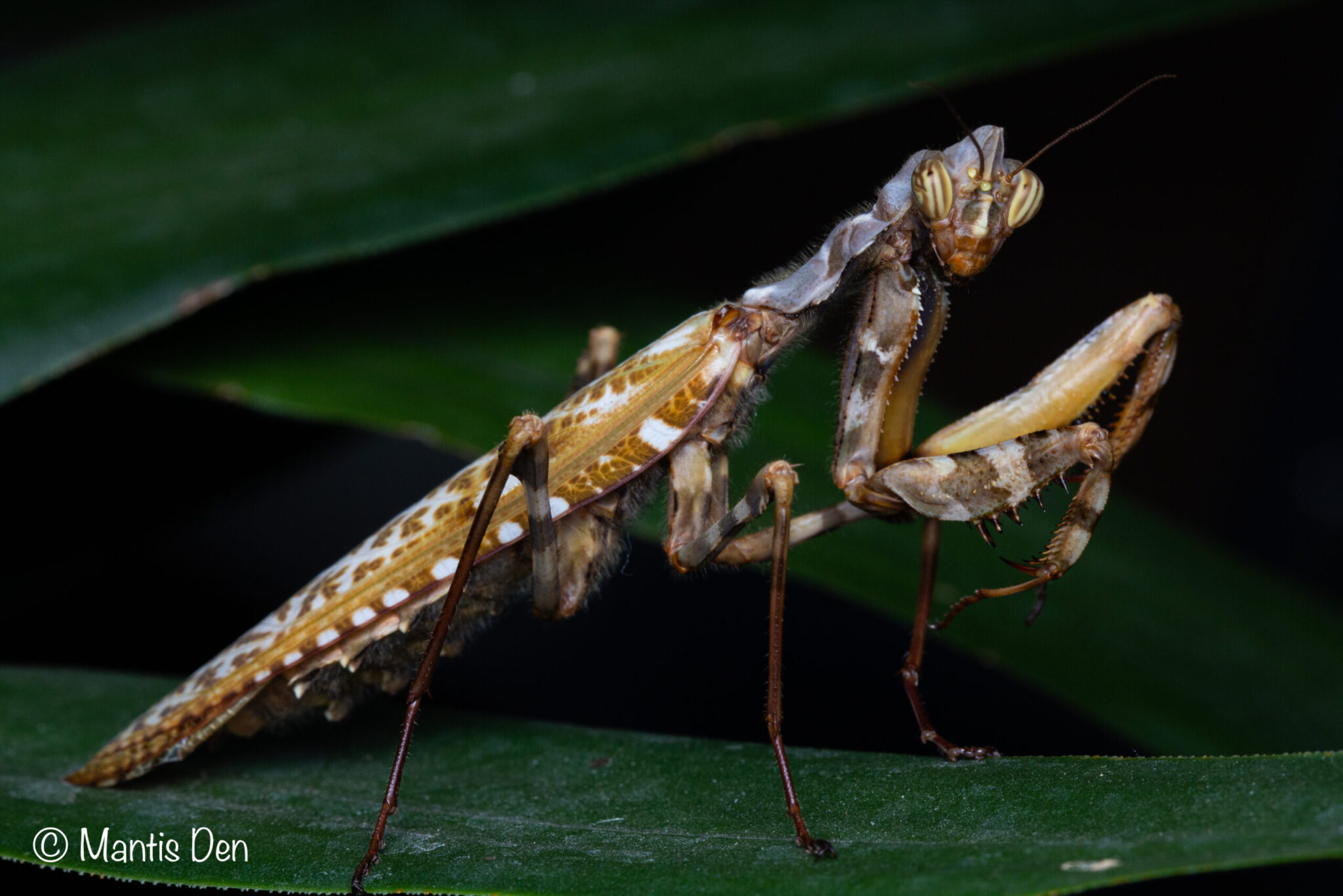 Blepharopsis mendica (thistle mantis) - Mantis Den