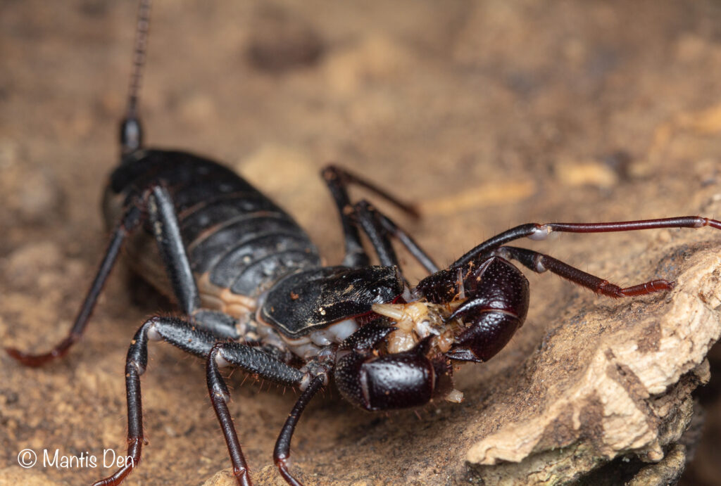 Mastigoproctus gigantea (Giant Vinegaroon) Mantis Den
