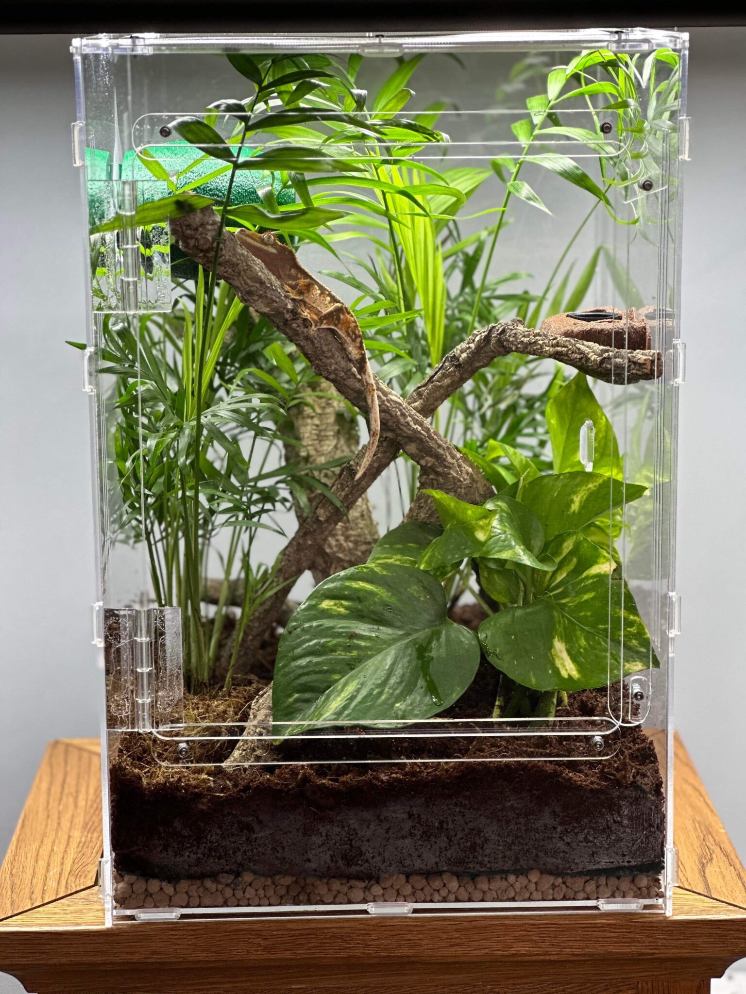 Mantis Den XL Enclosure (30x30x45cm) - Mantis Den