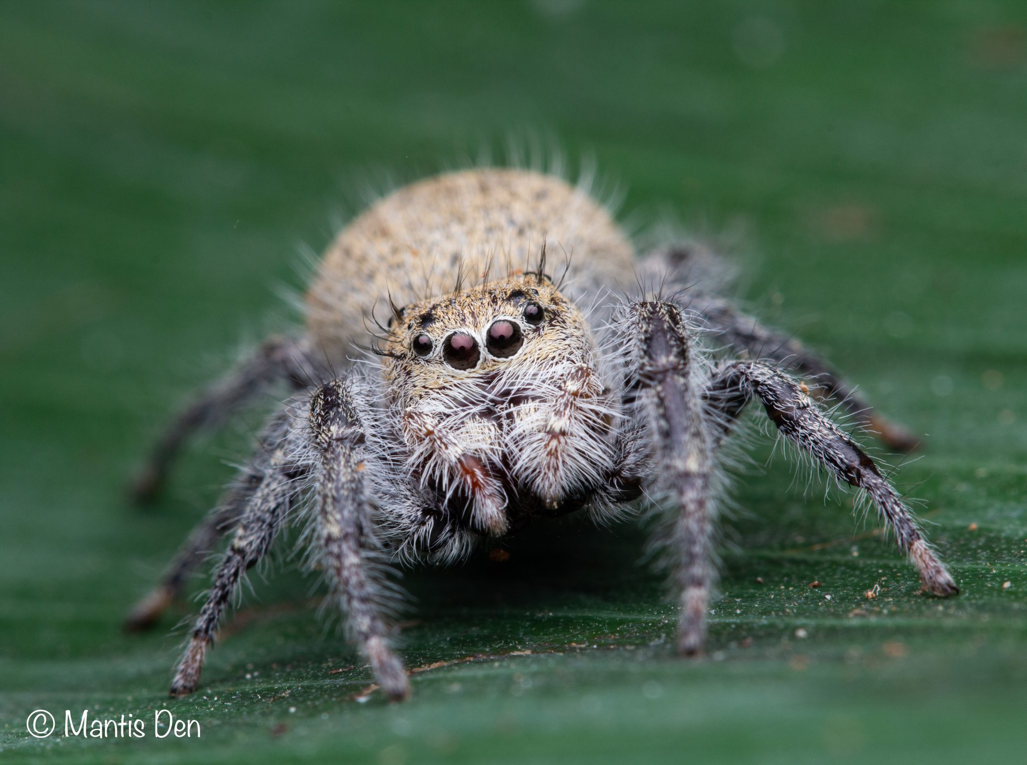 Phidippus octopunctatus (Gothic jumping spider) - Mantis Den