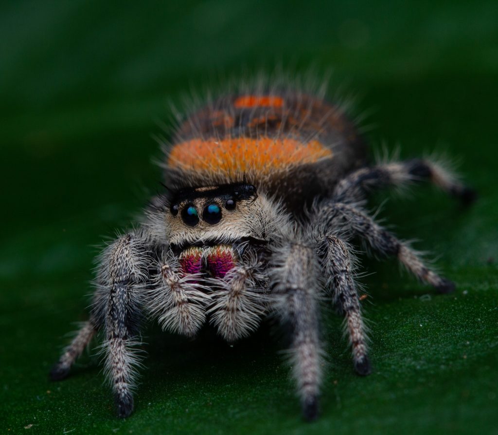 Phidippus regius Sierra de bauruco female Mantis Den