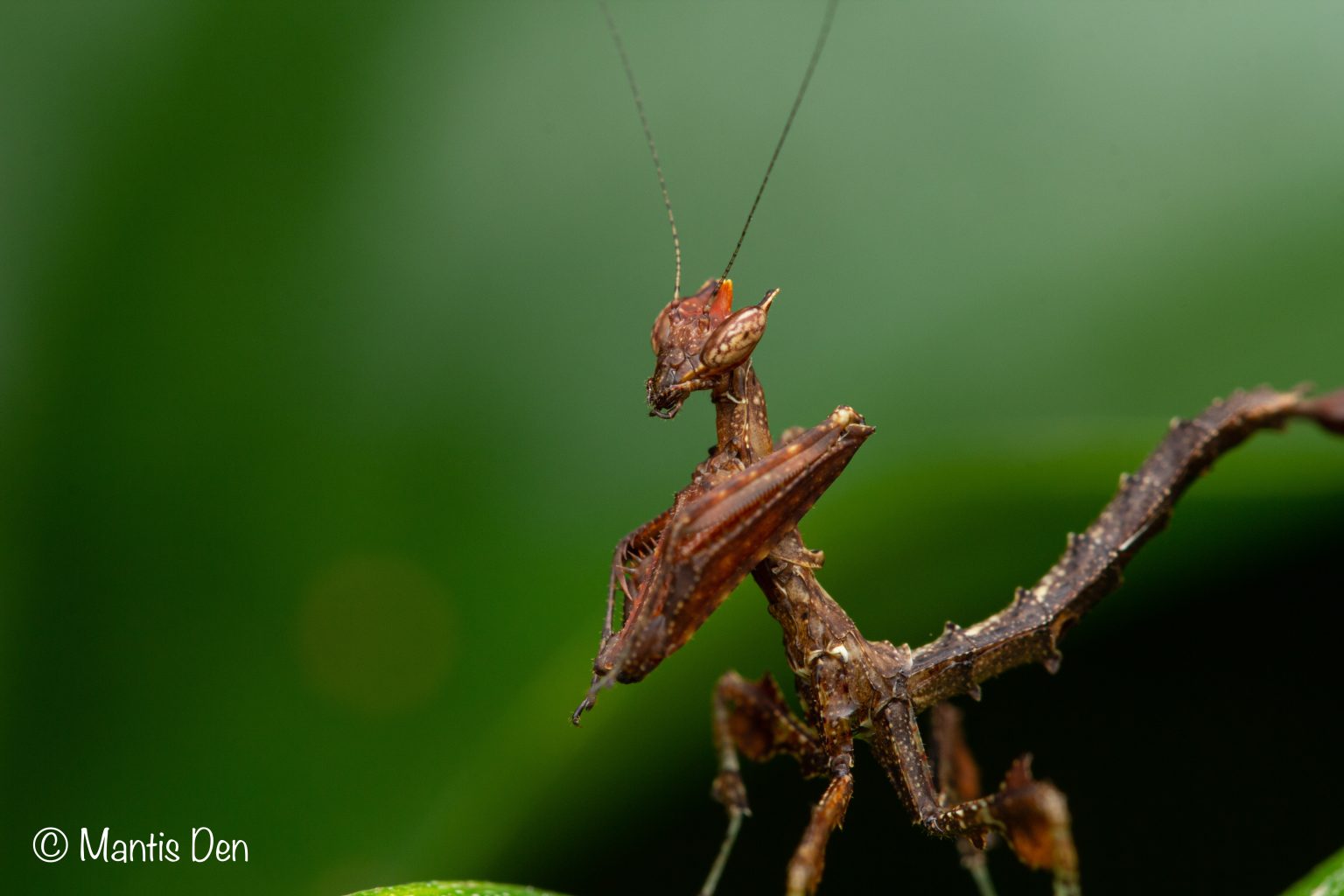 Stenophylla lobivertex (Dragon mantis) - Mantis Den